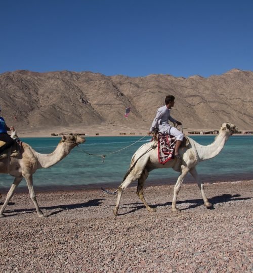 camel, camel ride, sinai-4807489.jpg